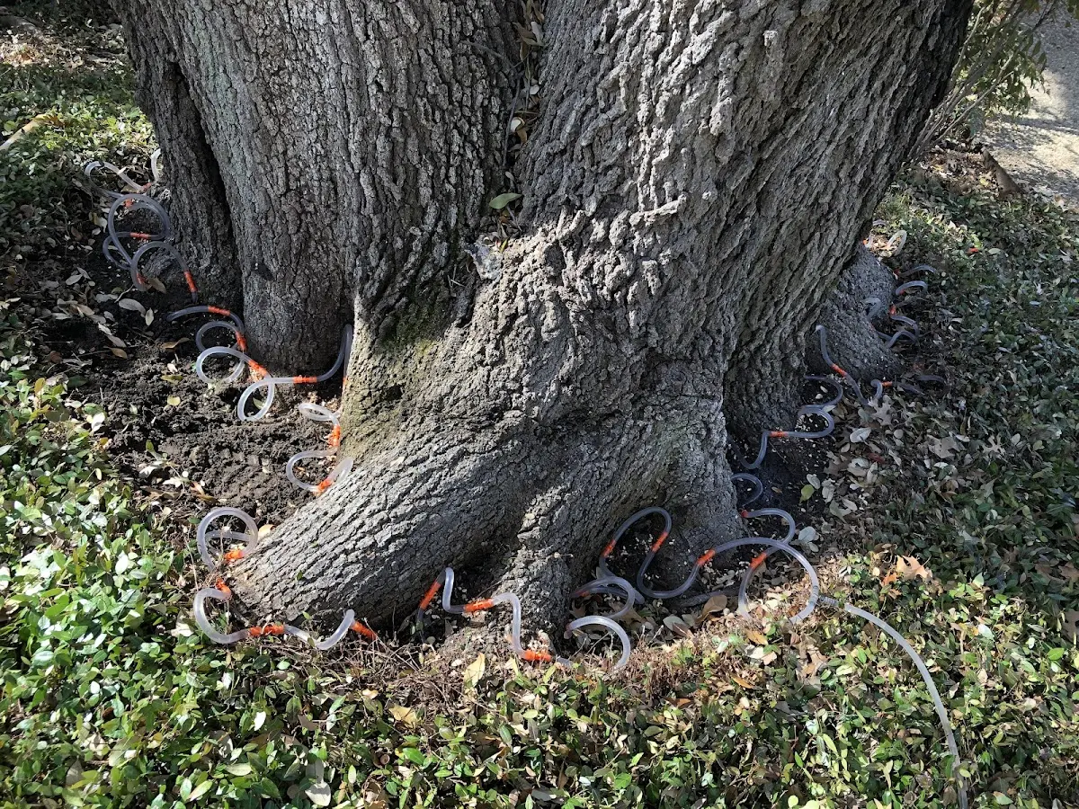 Detailed Tree Cabling and Bracing job site in Altaville