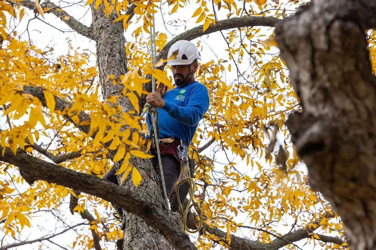 Skilled Tree Planting crew working in Altaville