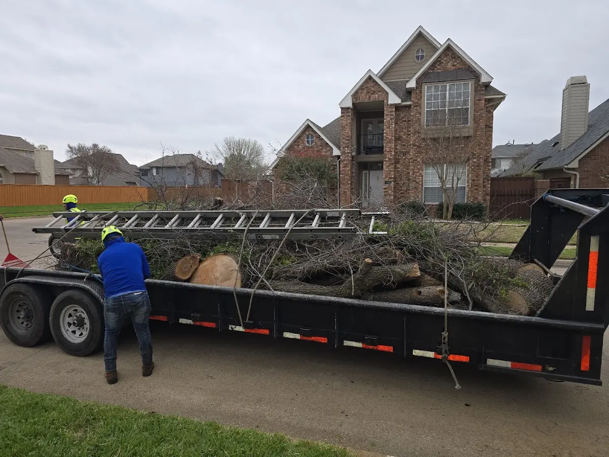 Expert Tree Pest Control with proper safety equipment in Altaville